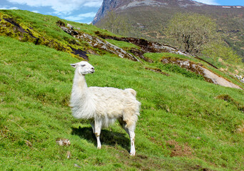 Pensive white llama in a high-mountain pasture. White natural llama in a green mountain pasture. Natural habitat. © AntKus