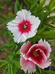 한국 울산 동구 동해안로 꽃
Flowers on Donghaean-ro, Dong-gu, Ulsan, Korea