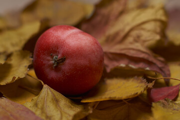 Fototapeta na wymiar red apples on yellow leaves close up