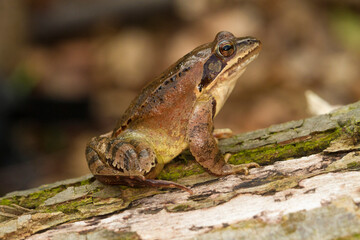 Agile Frog,  Rana dalmatina on the trunk