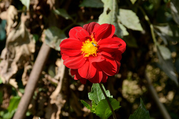 the beautiful red flower of dahlia in the garden