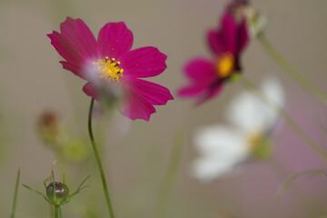 Obraz na płótnie Canvas pink cosmos flower