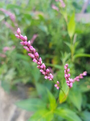 한국 울산 동구 동해안로 꽃
Flowers on Donghaean-ro, Dong-gu, Ulsan, Korea