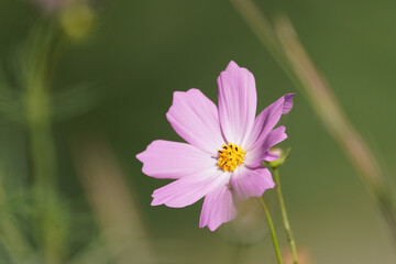 pink cosmos flower