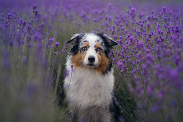 dog on the lavender field. Happy pet in flowers. Marble australian shepherd. funny pet