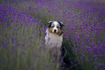 dog on the lavender field. Happy pet in flowers. Marble australian shepherd. funny pet