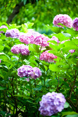 Fototapeta premium 紫陽花