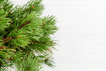 Christmas greeting card with fir tree