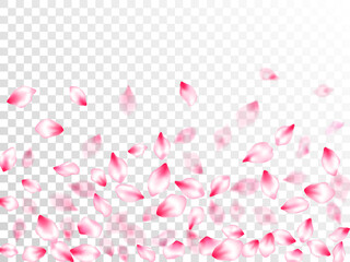 Pink cherry blossom petals isolated