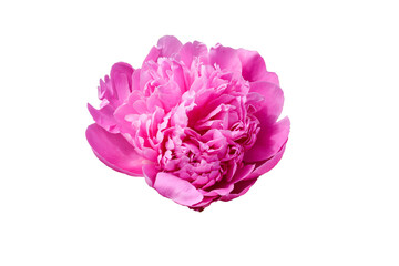 Blossoming Bud of a pink Peony isolated. Pink Terry peony Flower.