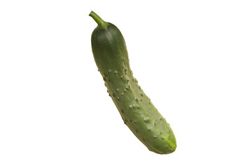 Beautiful fresh green cucumber  with a Shadow isolated on white background.