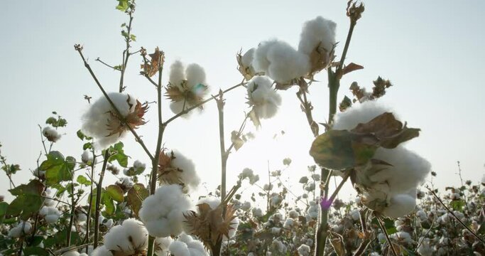 Cotton Bush on the background of sunlight , ready for harvesting. Cotton field . 4K video