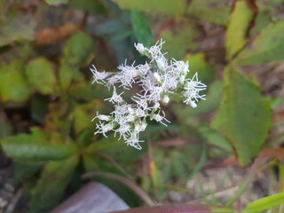 한국 울산 동구 동해안로 꽃
Flowers on Donghaean-ro, Dong-gu, Ulsan, Korea