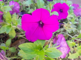 한국 울산 동구 동해안로 꽃
Flowers on Donghaean-ro, Dong-gu, Ulsan, Korea