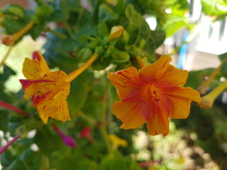 한국 울산 동구 동해안로 꽃
Flowers on Donghaean-ro, Dong-gu, Ulsan, Korea