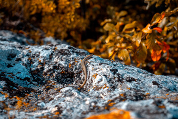 Lizard on the stone autumn leaves on the ground