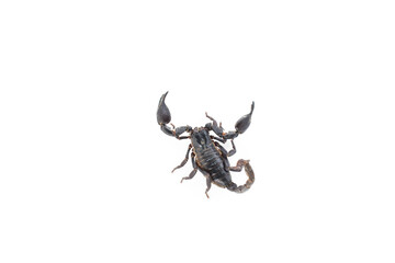 Black scorpion ready to fight isolated on white background (focus selection).