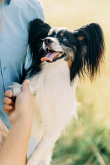 papillon dog smiling outdoors in hands