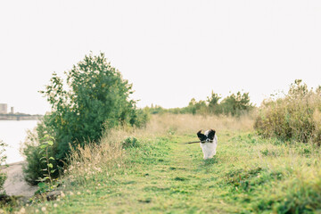 Fototapeta na wymiar papillon dog running in a field at sunset