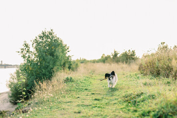 papillon dog running in a field at sunset