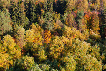 Fototapeta na wymiar Autumn forest background from a height