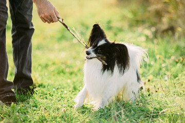 Obraz premium papillon dog playing in the field outdoors