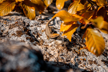 Lizard on the stone autumn leaves on the ground