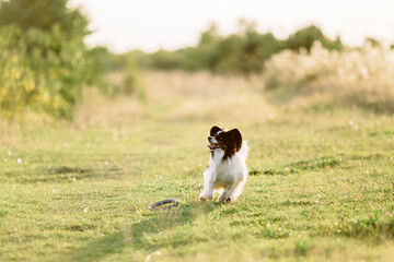 Naklejka na ściany i meble papillon dog running in a field at sunset