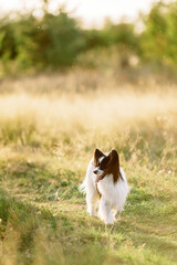 papillon dog running in a field at sunset