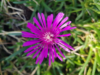 한국 울산 동구 동해안로 꽃
Flowers on Donghaean-ro, Dong-gu, Ulsan, Korea