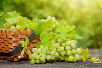 Ripe white grape on wooden table in vineyard