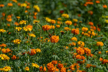 Sembradío de flores de cempasúchil y mano de león, son tradicionalmente usadas por los mexicanos para conmemorar el Día de Muertos.