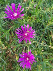 한국 울산 동구 동해안로 꽃
Flowers on Donghaean-ro, Dong-gu, Ulsan, Korea