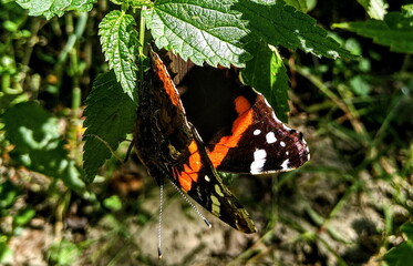 butterfly on leaf
