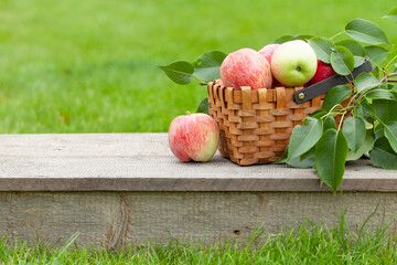 Ripe garden apple fruits in basket