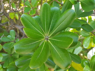 한국 울산 동구 동해안로 나무 잎
Donghaean-ro, Dong-gu, Ulsan, Korea