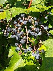 한국 울산 동구 동해안로 산책길
Donghaean-ro promenade in Dong-gu, Ulsan, Korea