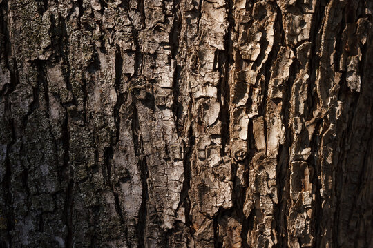Acacia bark texture close up
