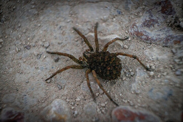 spider on the wall