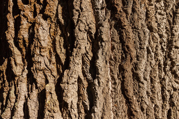 Poplar bark texture. Bark texture. Close-up