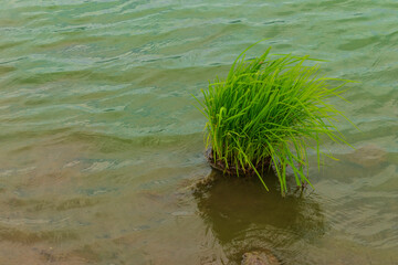 Green grass above lake water