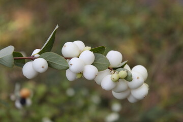 whiteberry in the garden
