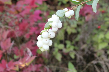 white berry 
