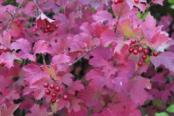 pink and white flowers