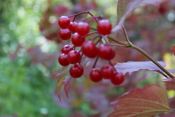 red berries of viburnum