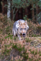 Lone wolf running in autumn forest Czech Republic