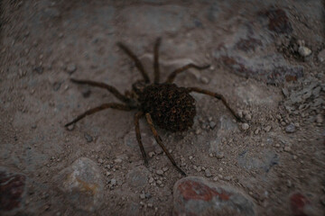 spider on the wall