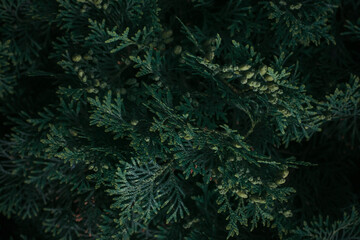 Dark green coniferous background, selective focus.