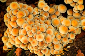 Mushrooms on the damp moss are in the forest. Warm atmosphere. Mushroom season.