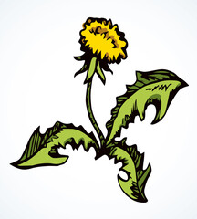 Blooming dandelion. Vector drawing icon